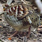 Collared Hill Partridge