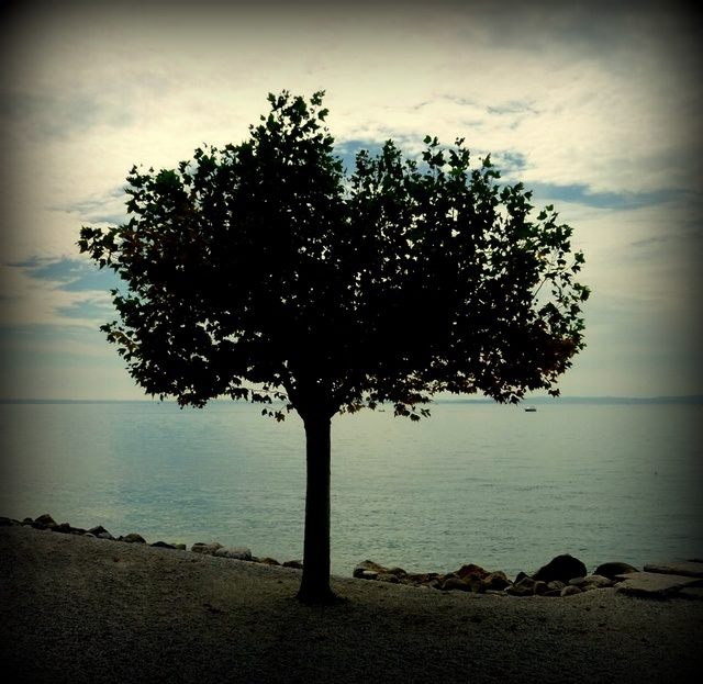 L'albero solitario di Ilariadp