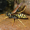 Paper Wasp