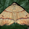 Hollow-spotted Plagodis Moth