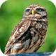 Owl Wallpapers HD (backgrounds & themes) Download on Windows