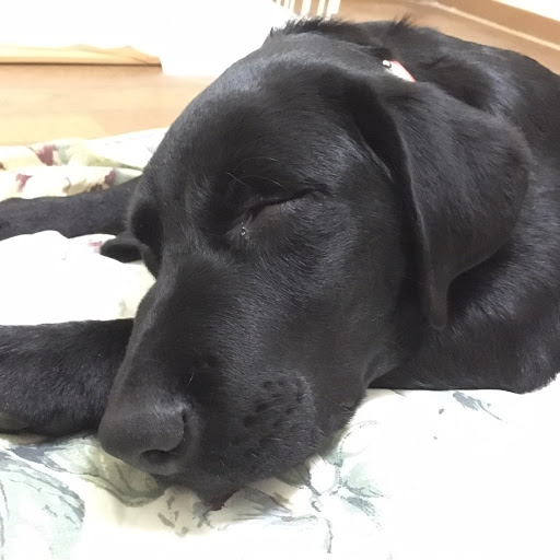 イカニンのプロフィール画像