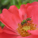 sweat bee, metallic green bee