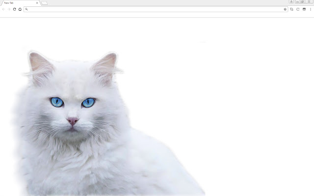 White Angora Cat Theme chrome extension