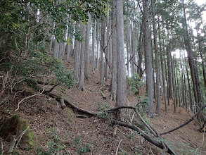 植林帯の上りが続く