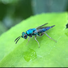 Chalcid wasp