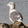 Yellow-legged Gull