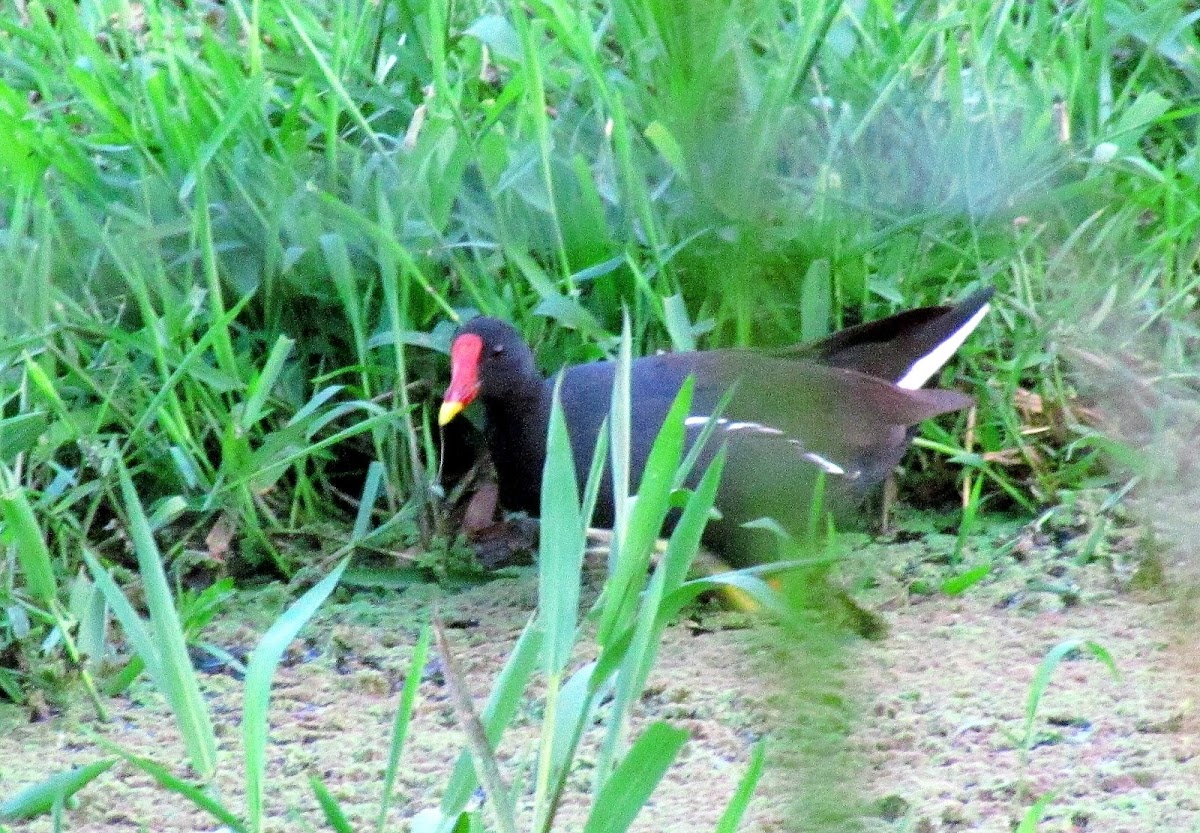 Moorhen