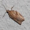 Apple Skinworm Moth