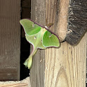 North American Luna Moth