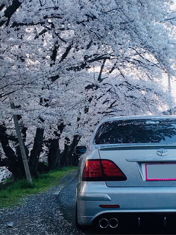 クラウンアスリートの桜と愛車・暇人の休日・桜に関するカスタム事例の投稿画像2枚目