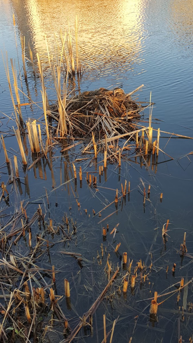 Muskrat House?