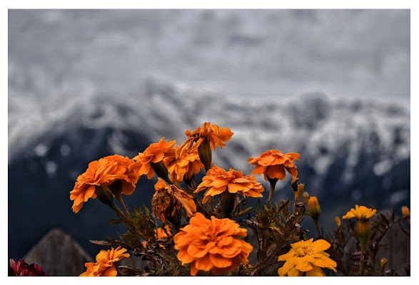 Orange flowers  di Tonio-marinelli