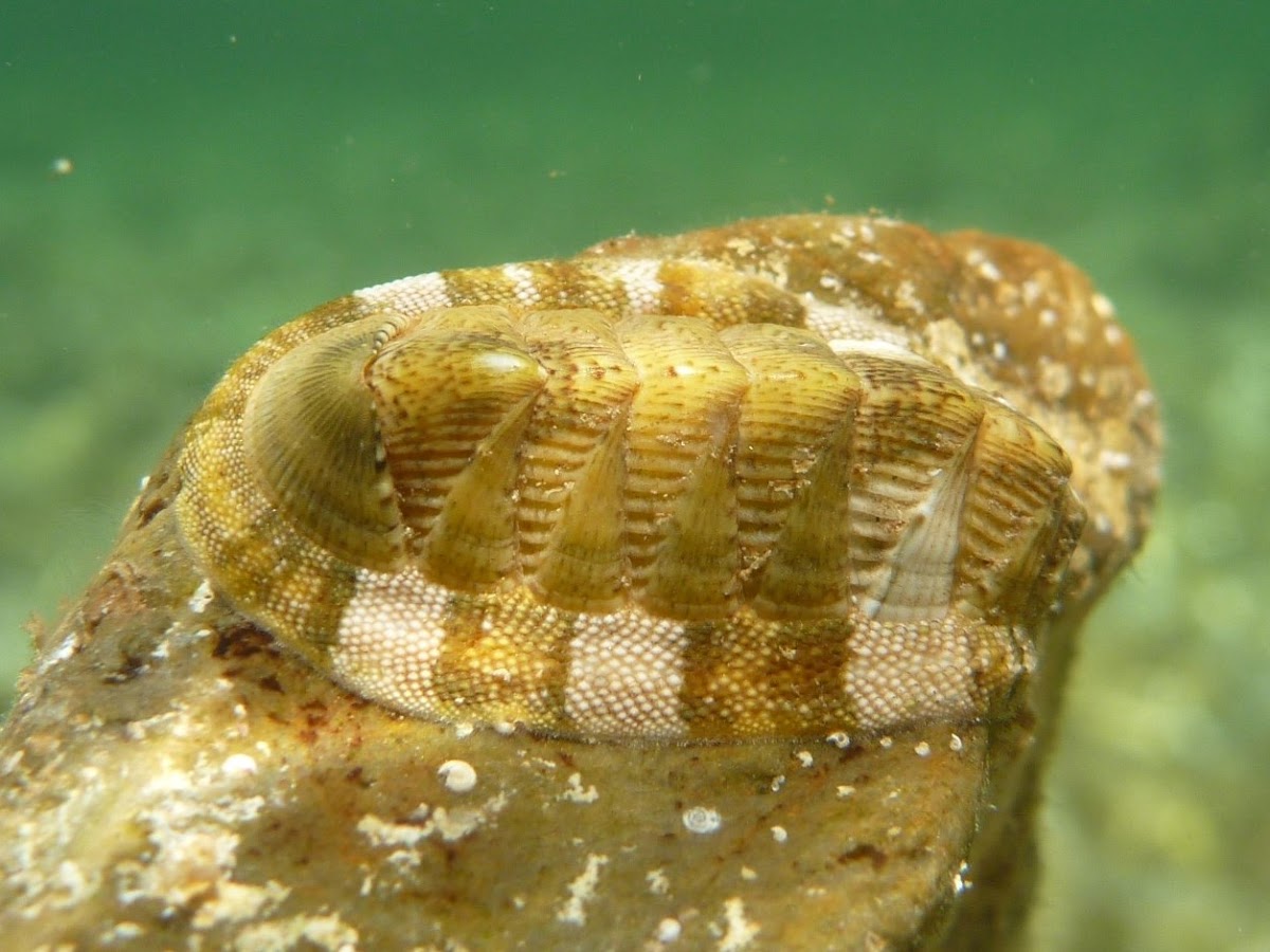 Chiton