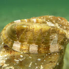 Chiton