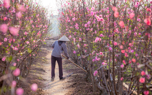 peach tree care