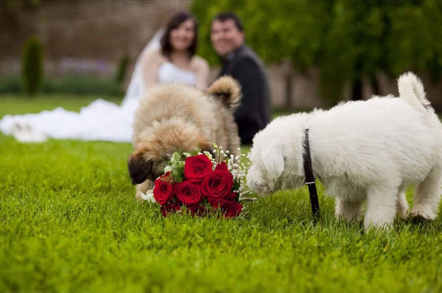 結婚式の写真家Ion Neculcea (neculcea)。2014 3月16日の写真