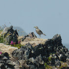 American Pipit