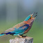 Indian roller