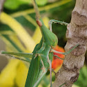 Conehead grasshopper