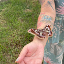 silk moth