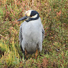 Yellow-crowned night heron