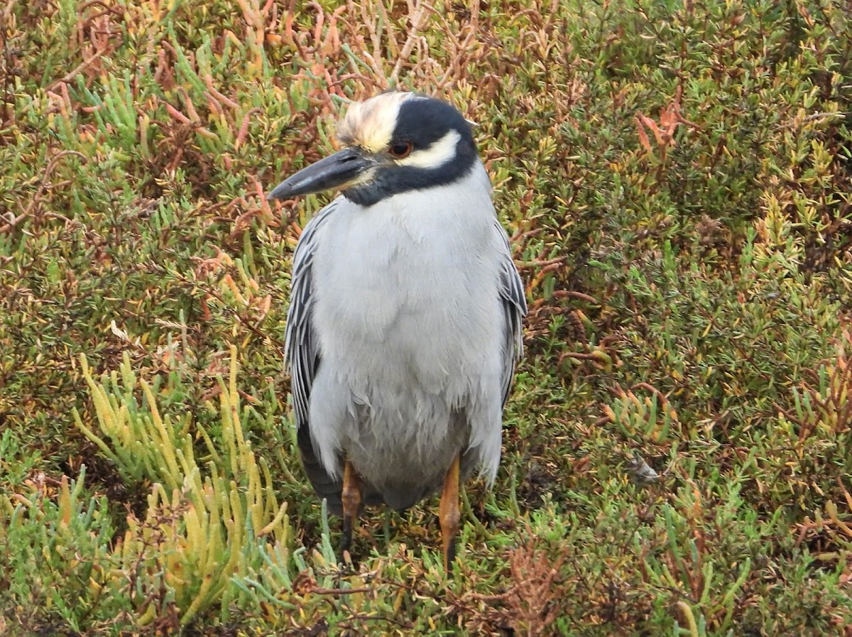 Yellow-crowned night heron