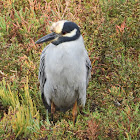 Yellow-crowned night heron