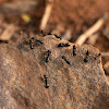 Black Ant, Carpenter Ant