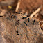 Black Ant, Carpenter Ant