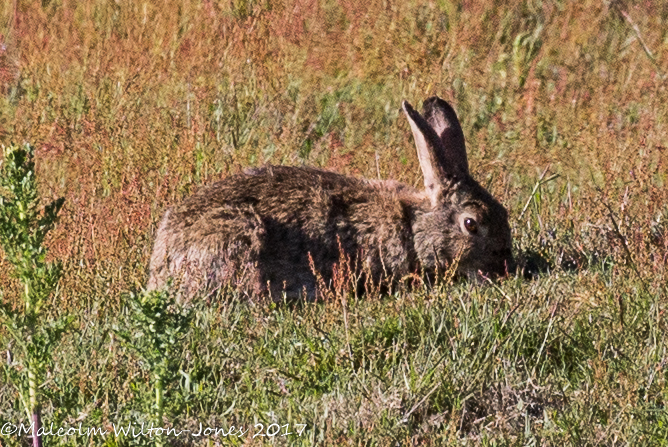 Rabbit