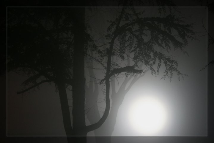 Alberi nella Nebbia di Carbonlook