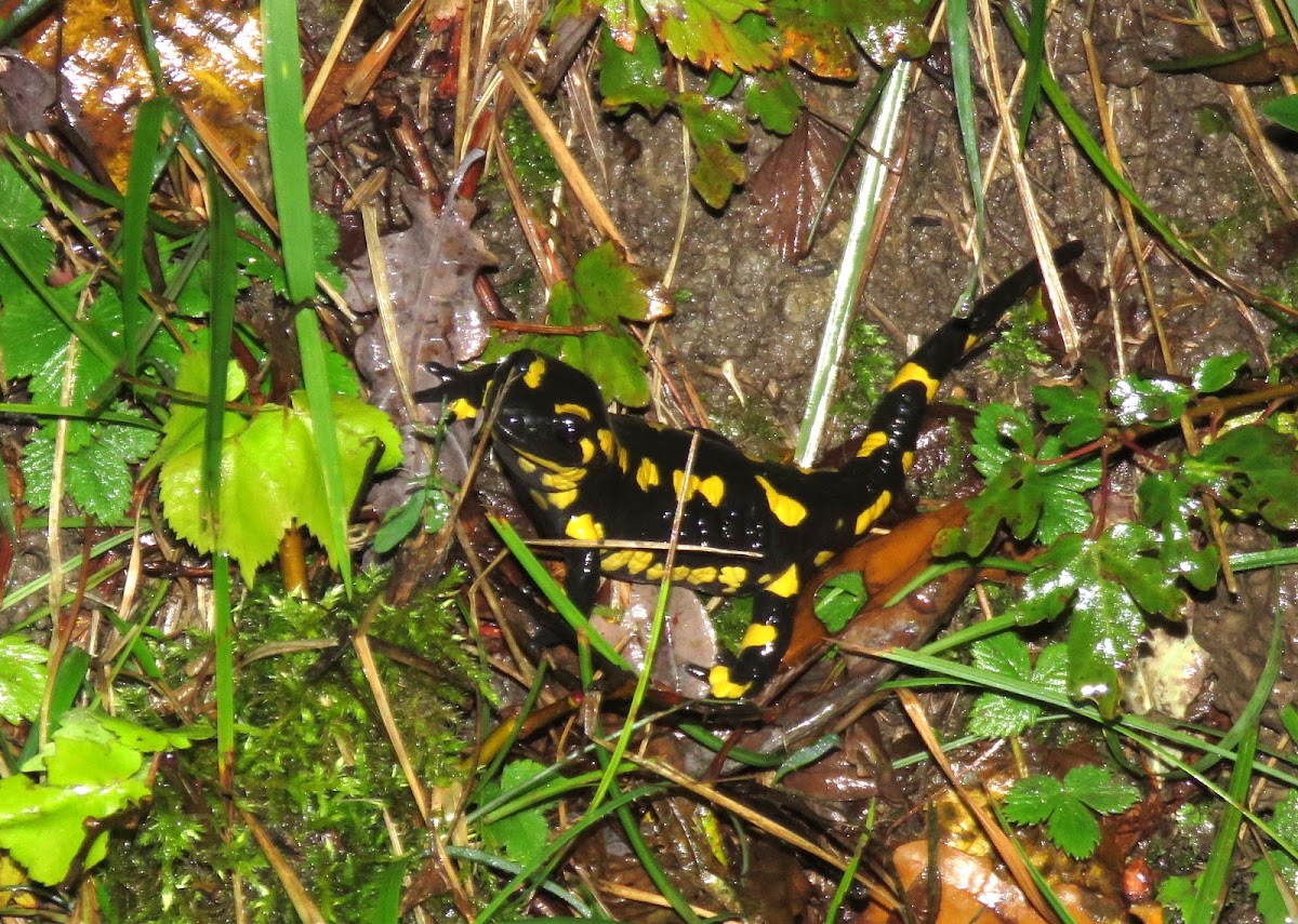 Fire Salamander