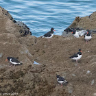 Oystercatcher