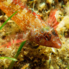 Red-black triplefin (Κόκκινος τριπτερύγιος)