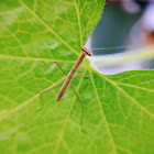 Praying mantis