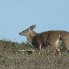 Columbian Black-tailed Deer