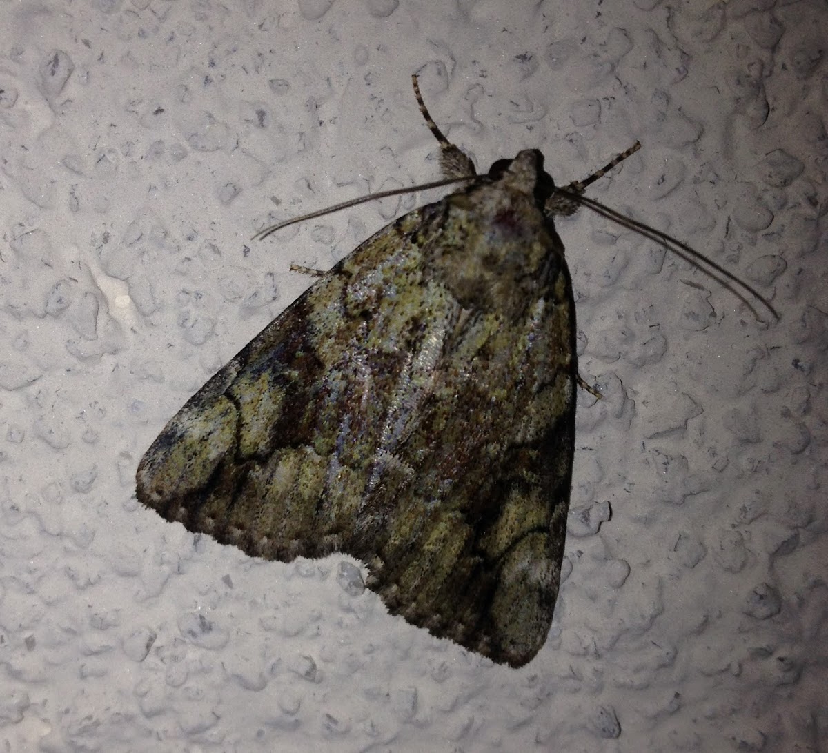 Little Nymph Underwing Moth