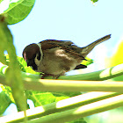 Tree Sparrow