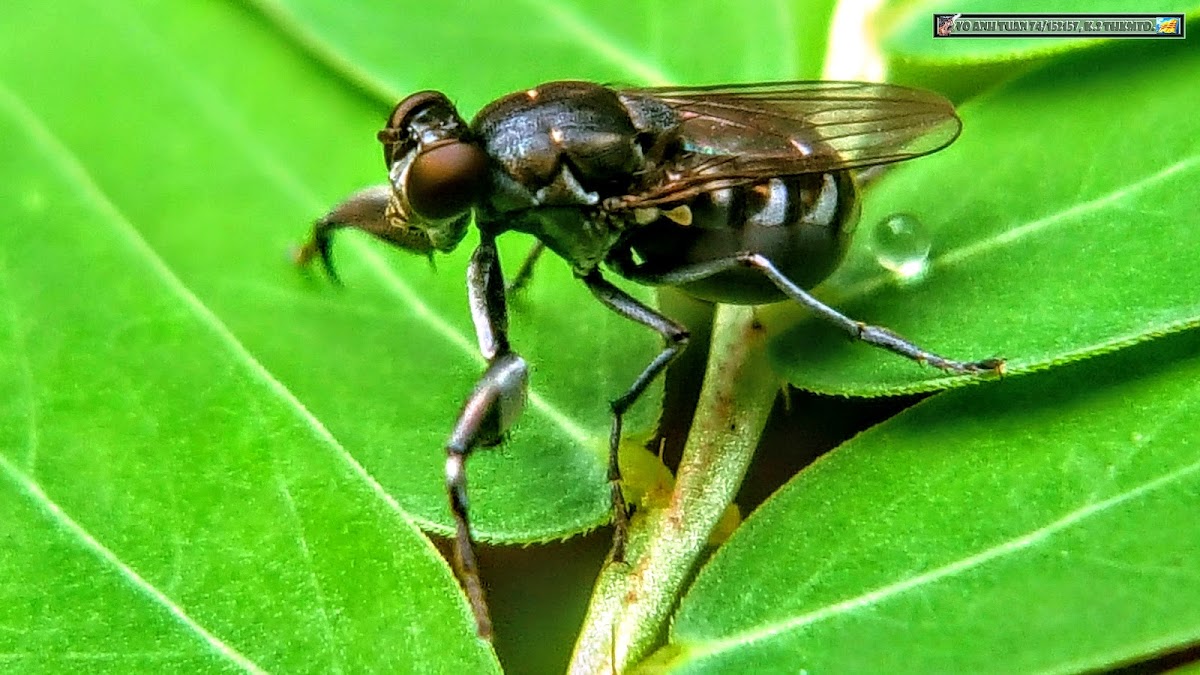 Mantis fly