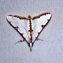 Snout Moth