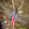 Red-bellied Skimmer