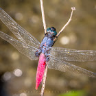 Red-bellied Skimmer