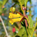 Twinberry Honeysuckle