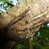 Lappet moth caterpillar