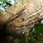 Lappet moth caterpillar