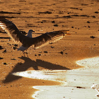 Acqua mangia ombra di Luporosso