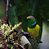 Golden-browed Chlorophonia