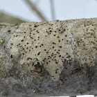 Lecidea Lichen