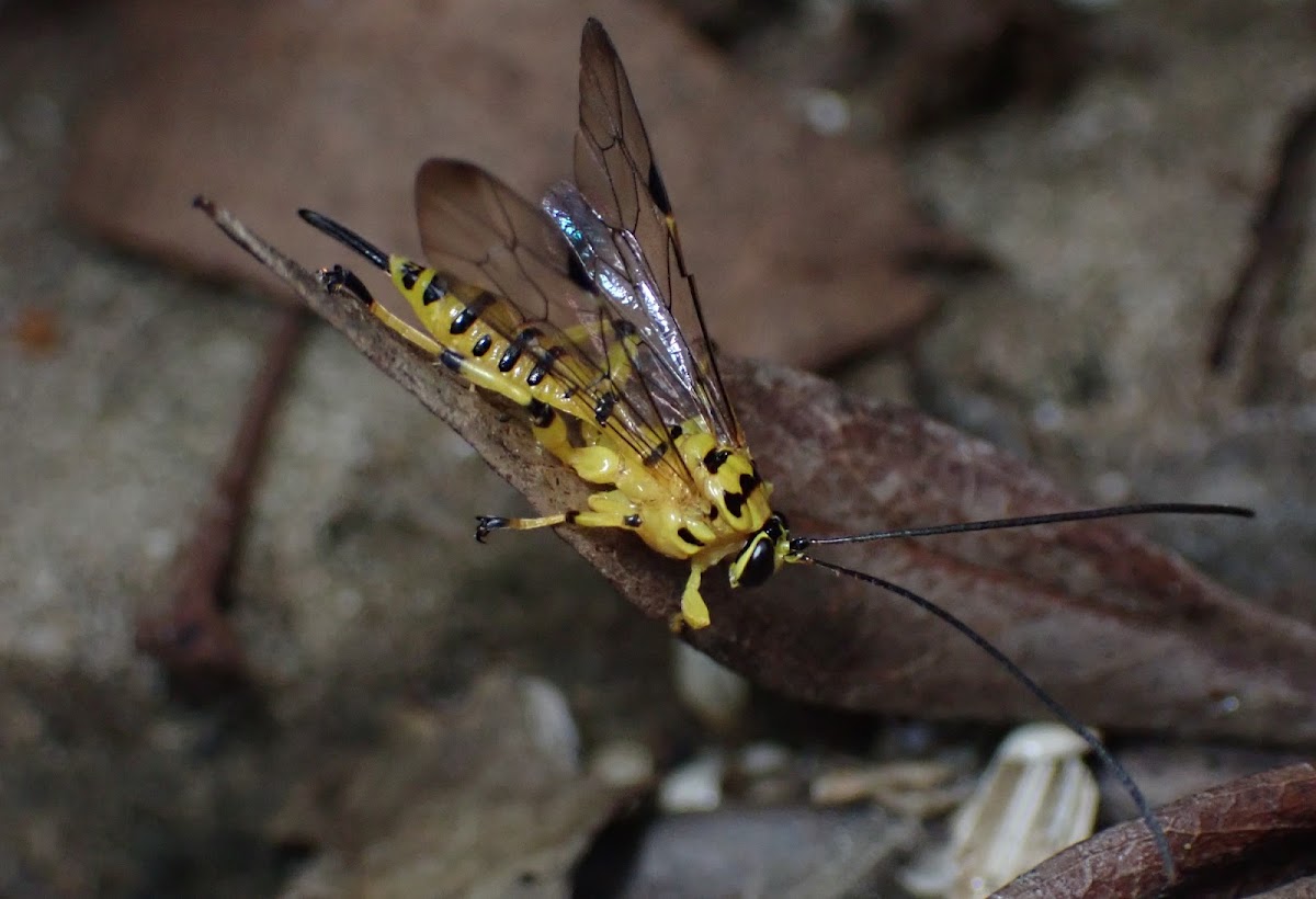 Parasitic wasp female